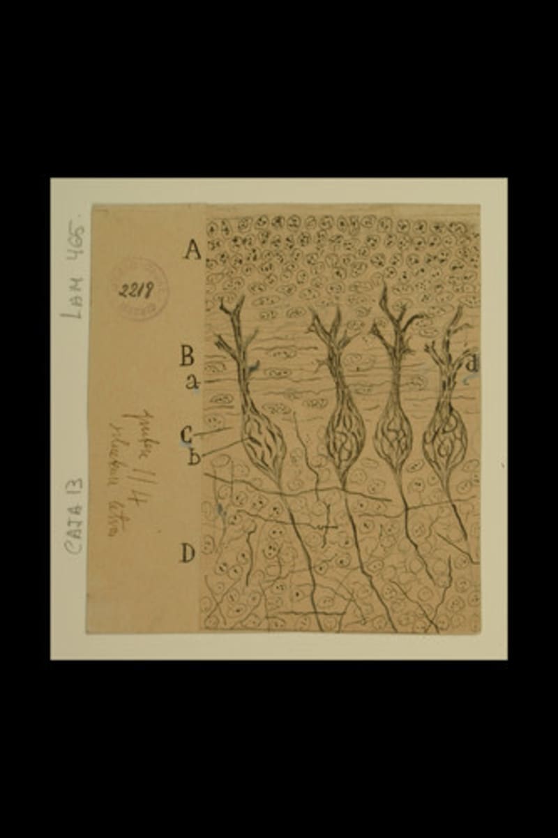 Dibujo científico de Santiago Ramón y Cajal, corte sagital del cerebelo.