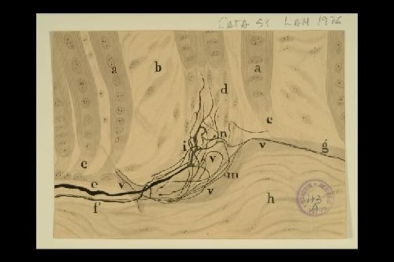 Dibujo científico de Francisco Tello, huso músculo-tendinoso de embrión de gato. / Escuela Cajal, Francisco Tello.