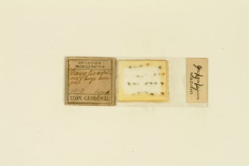 Histological preparation. Emys europea, ganglio espinal. Método de Nissl. Bandeja original "glía, nervio óptico y retina". / Cajal School.