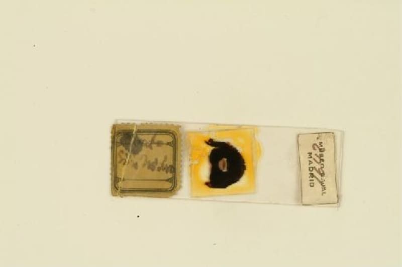 Histological preparation by Santiago Ramón y Cajal. Gato. Reduced silver nitrate method. Original tray "terminaciones acústicas". / Santiago Ramón y Cajal.