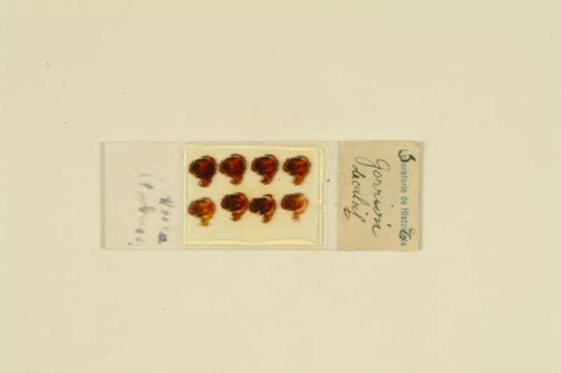 Histological preparation. Gorrión. / Cajal School.