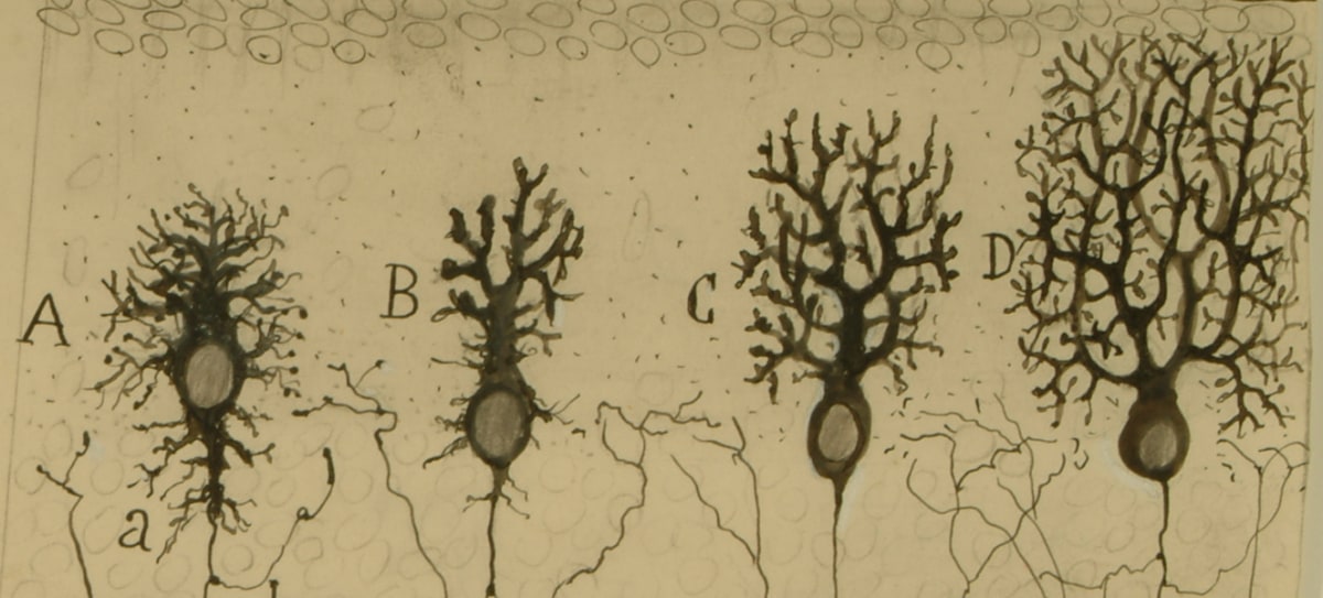 The Wonders of Histology: Cell Theory III