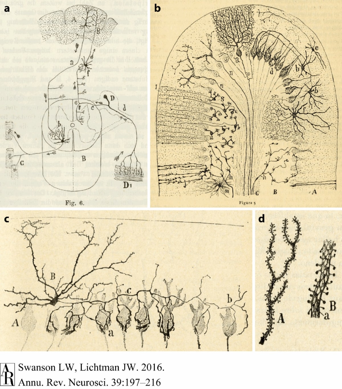Cajal y el Conectoma