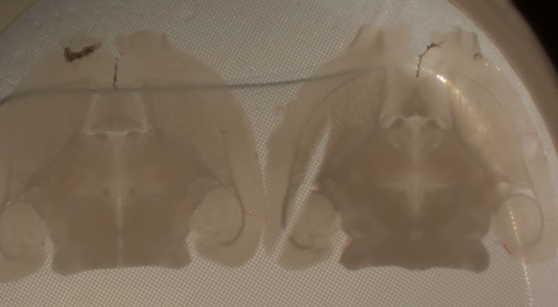 El sueño de la razón y la resurrección del conectoma: la estasis reversible en el telar infinito de Cajal